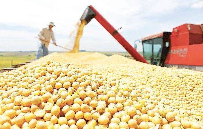 IBGE: Piauí vai bater novo recorde na produção de grãos em 2021